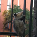 day-possum avatar