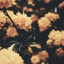 day-to-daymusic avatar