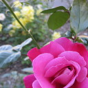 daydream-dryad-13 avatar