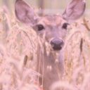 daydreamer-doe avatar