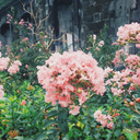 daydreamer-lis avatar