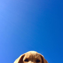 daydreamer-on-earth avatar