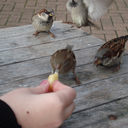 daydreamering avatar