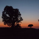 daydreaming-bug avatar