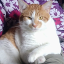 daydreaming-jessi avatar