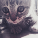 daydreamingcats avatar