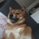 daydreamingshiba avatar