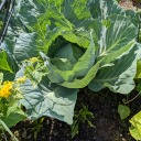 daydreamorama avatar