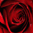 daydreams-and-madness avatar