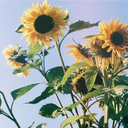 daydreamtowers avatar