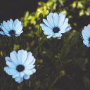 daydreamzkloud avatar