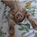 daylightstudyyy avatar