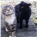 daysareforgotten98 avatar