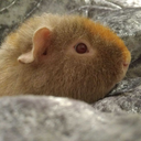 daysofourpigs avatar