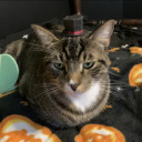 daystothebestholiday avatar