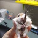 dazzlingcrabby avatar