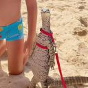 dazzlinghazy-lover avatar