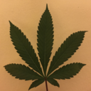 dchomegrow avatar