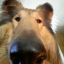 ddalgi-ddoggi avatar