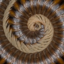 dddddaxie998839 avatar