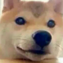 ddoge666-blog avatar