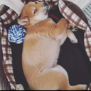 ddumbthethird avatar