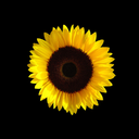 de5p15e-my5e1f avatar