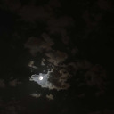 dead-blossoms avatar