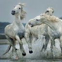 dead-horse-prancing avatar