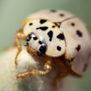 dead-ladybugss avatar