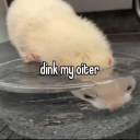 dead-pidoves-dirt-takes avatar