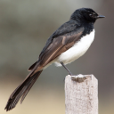 deadaccountv600 avatar