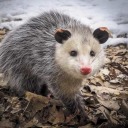 deadassdumxass avatar