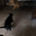 deadbitchonline avatar