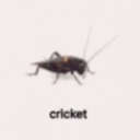 deadcricket avatar