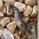 deadfishblues avatar