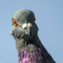 deadonoffbeat avatar