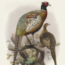 deadpheasants avatar