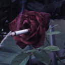 deadrosesandcigarettes avatar