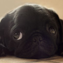 deadsoulscalling-blog avatar