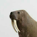 deadwalrus avatar