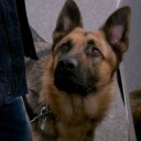 deadwerewolfgirlfriend avatar