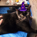 deaf-cat-collective avatar