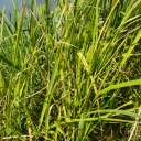 deafeningbluebirdtyphoon avatar