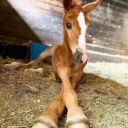 deafeningcoffeegarden avatar