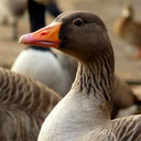 dealingwithbs-blog avatar