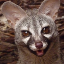 deamon-studies avatar