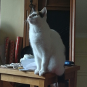 deanindisguise avatar