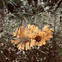 deanmons-and-fallen-angels avatar