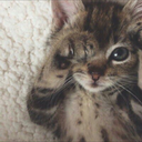 dear-love-me-please avatar